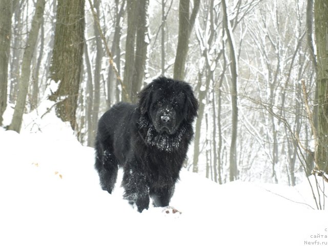 Фото: ньюфаундленд Uyutnaya Dolina Bibigon Breyv Kid (Уютная Долина Бибигон Брейв Кид)