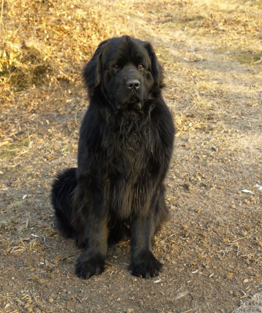 Фото: ньюфаундленд Uyutnaya Dolina Bibigon Breyv Kid (Уютная Долина Бибигон Брейв Кид)