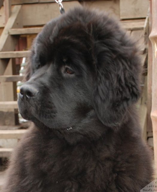 Фото: ньюфаундленд Dar Svezy Brilliant Idea (Дар Свезы Бриллиант Идеа)