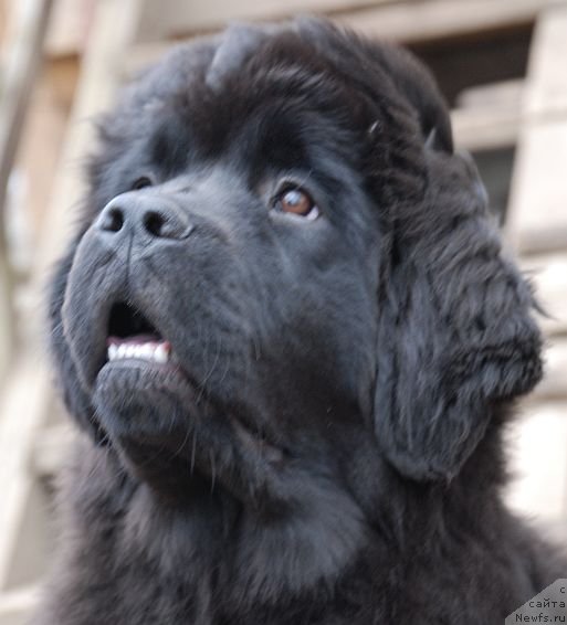 Фото: ньюфаундленд Dar Svezy Brilliant Idea (Дар Свезы Бриллиант Идеа)