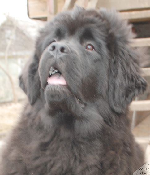 Фото: ньюфаундленд Dar Svezy Brilliant Idea (Дар Свезы Бриллиант Идеа)