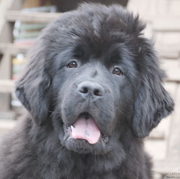 Фото: ньюфаундленд Dar Svezy Brilliant Idea (Дар Свезы Бриллиант Идеа)