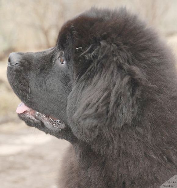 Фото: ньюфаундленд Dar Svezy Brilliant Idea (Дар Свезы Бриллиант Идеа)