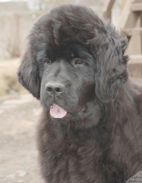 Фото: ньюфаундленд Dar Svezy Brilliant Idea (Дар Свезы Бриллиант Идеа)