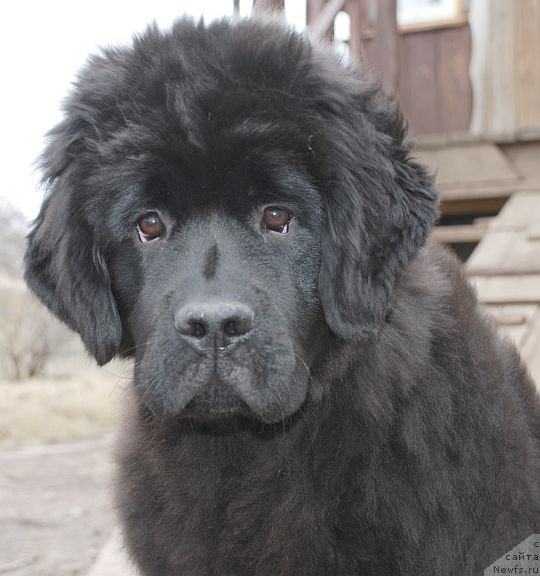 Фото: ньюфаундленд Dar Svezy Brilliant Idea (Дар Свезы Бриллиант Идеа)