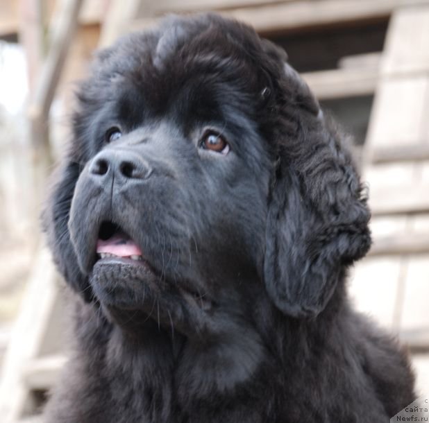 Фото: ньюфаундленд Dar Svezy Brilliant Idea (Дар Свезы Бриллиант Идеа)