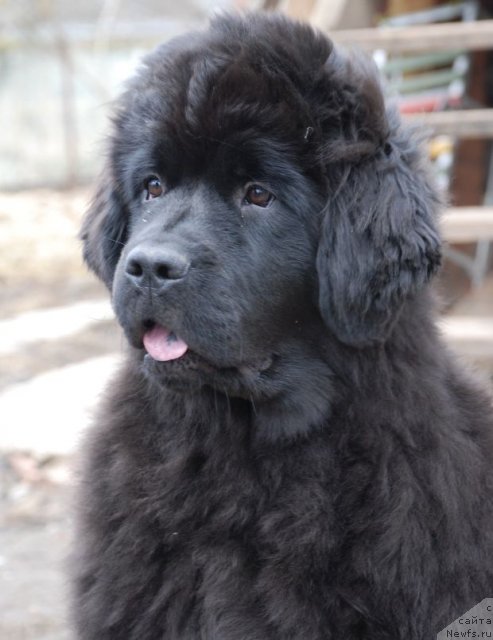 Фото: ньюфаундленд Dar Svezy Brilliant Idea (Дар Свезы Бриллиант Идеа)