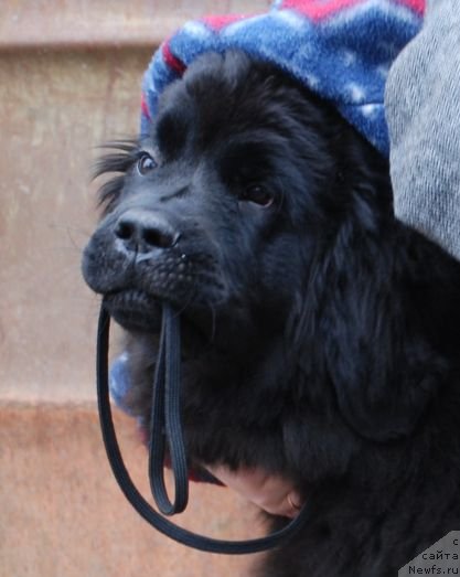 Фото: ньюфаундленд Dar Svezy Brilliant Idea (Дар Свезы Бриллиант Идеа)