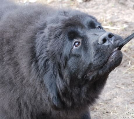 Фото: ньюфаундленд Dar Svezy Brilliant Idea (Дар Свезы Бриллиант Идеа)