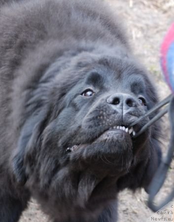 Фото: ньюфаундленд Dar Svezy Brilliant Idea (Дар Свезы Бриллиант Идеа)