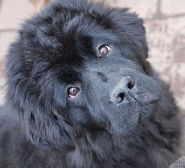 Фото: ньюфаундленд Dar Svezy Brilliant Idea (Дар Свезы Бриллиант Идеа)