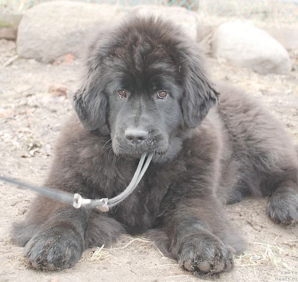 Фото: ньюфаундленд Dar Svezy Brilliant Idea (Дар Свезы Бриллиант Идеа)