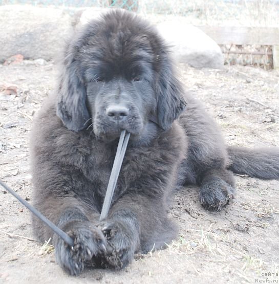 Фото: ньюфаундленд Dar Svezy Brilliant Idea (Дар Свезы Бриллиант Идеа)