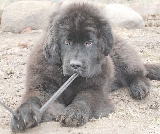 Фото: ньюфаундленд Dar Svezy Brilliant Idea (Дар Свезы Бриллиант Идеа)