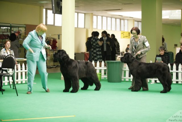 Фото: ньюфаундленд Aquatoriya Kelvin Out of The Blue (Акватория Келвин Оут оф зе Блю)