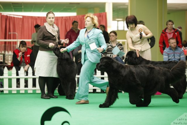 Фото: ньюфаундленд Aquatoriya Kelvin Out of The Blue (Акватория Келвин Оут оф зе Блю)