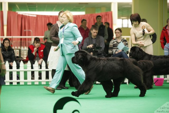 Фото: ньюфаундленд Aquatoriya Kelvin Out of The Blue (Акватория Келвин Оут оф зе Блю)