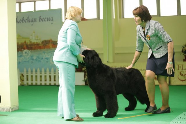 Фото: ньюфаундленд Aquatoriya Kelvin Out of The Blue (Акватория Келвин Оут оф зе Блю)