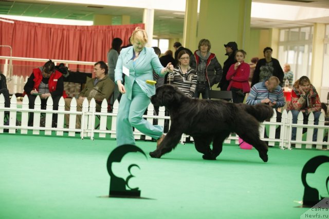 Фото: ньюфаундленд Aquatoriya Kelvin Out of The Blue (Акватория Келвин Оут оф зе Блю)