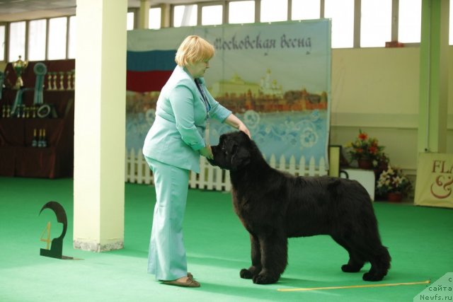 Фото: ньюфаундленд Aquatoriya Kelvin Out of The Blue (Акватория Келвин Оут оф зе Блю)
