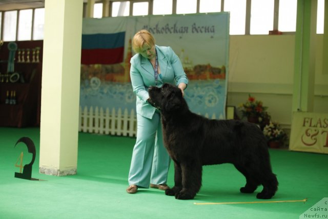 Фото: ньюфаундленд Aquatoriya Kelvin Out of The Blue (Акватория Келвин Оут оф зе Блю)