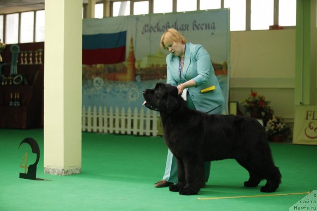 Фото: ньюфаундленд Aquatoriya Kelvin Out of The Blue (Акватория Келвин Оут оф зе Блю)