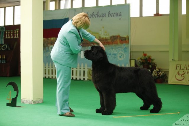 Фото: ньюфаундленд Aquatoriya Kelvin Out of The Blue (Акватория Келвин Оут оф зе Блю)