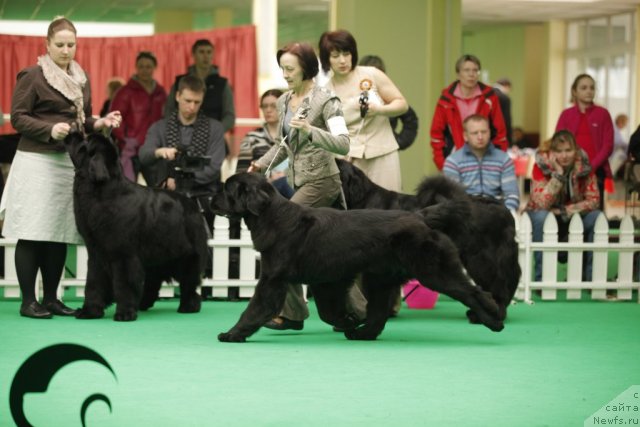 Фото: ньюфаундленд Beguschaya po Volnam Harizma (Бегущая по Волнам Харизма)