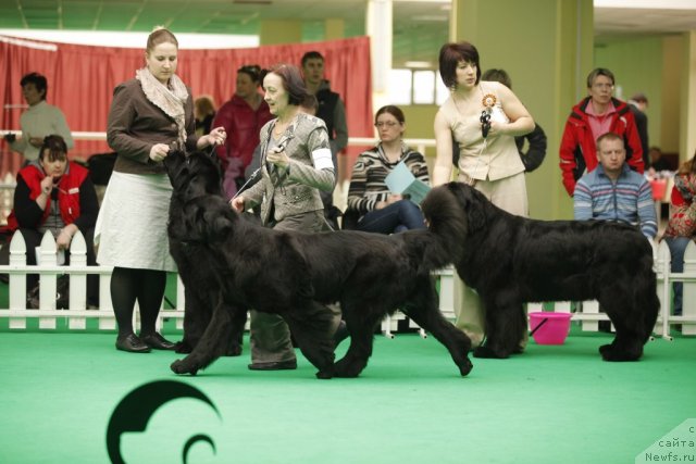 Фото: ньюфаундленд Beguschaya po Volnam Harizma (Бегущая по Волнам Харизма)