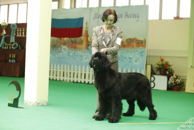 Фото: ньюфаундленд Beguschaya po Volnam Harizma (Бегущая по Волнам Харизма)