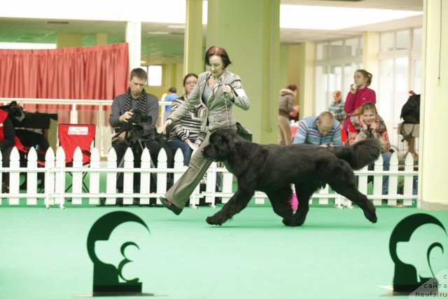 Фото: ньюфаундленд Beguschaya po Volnam Harizma (Бегущая по Волнам Харизма)