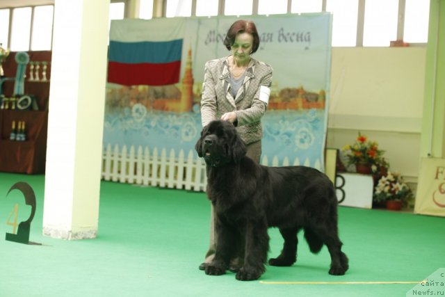 Фото: ньюфаундленд Beguschaya po Volnam Harizma (Бегущая по Волнам Харизма)