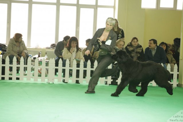 Фото: ньюфаундленд I'm in Love Midnight Bear