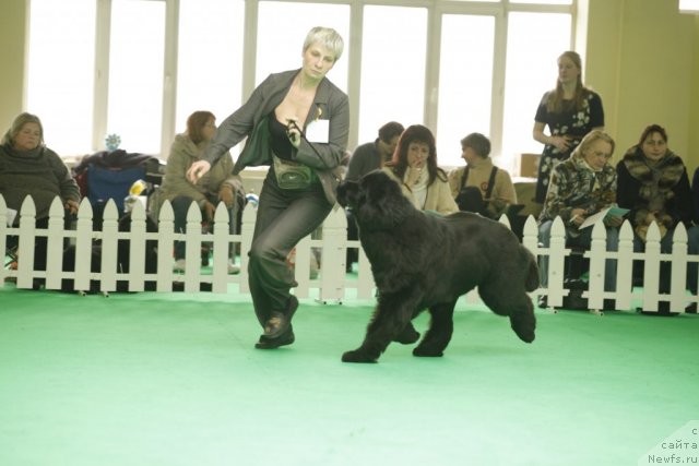 Фото: ньюфаундленд I'm in Love Midnight Bear