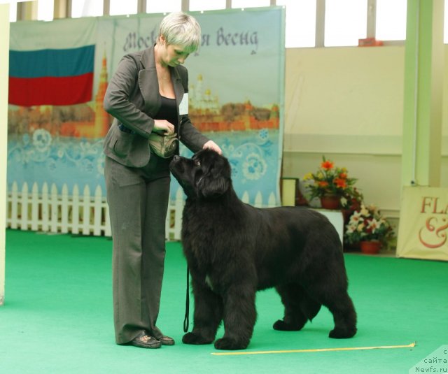 Фото: ньюфаундленд I'm in Love Midnight Bear