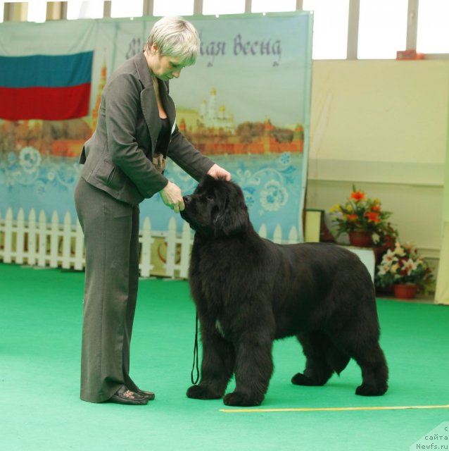 Фото: ньюфаундленд I'm in Love Midnight Bear