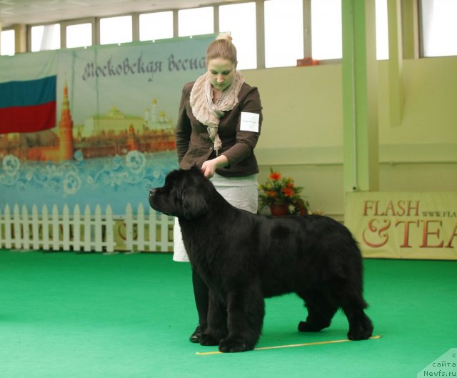 Фото: ньюфаундленд Inside My Heart Midnight Bear