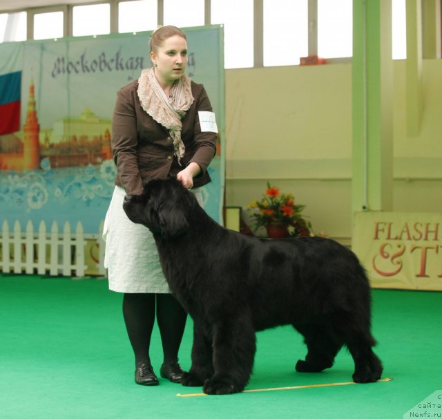 Фото: ньюфаундленд Inside My Heart Midnight Bear