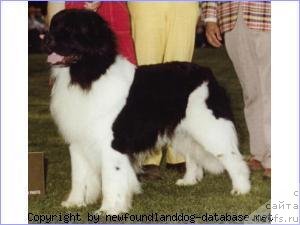 Фото: ньюфаундленд Topmast's Pied Piper