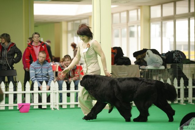 Фото: ньюфаундленд Transatlantika Nuo Ozo Kalvu