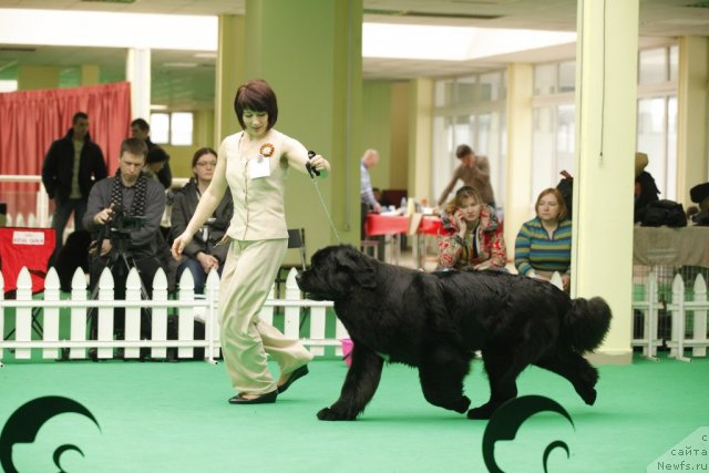 Фото: ньюфаундленд Transatlantika Nuo Ozo Kalvu