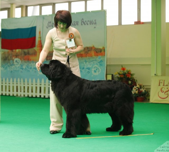 Фото: ньюфаундленд Transatlantika Nuo Ozo Kalvu