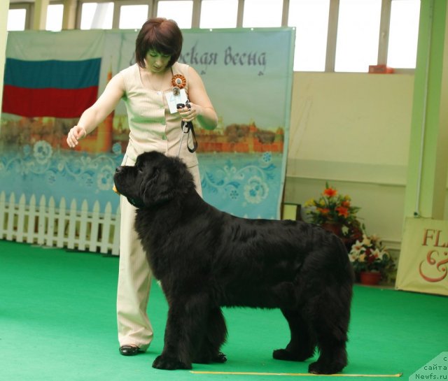 Фото: ньюфаундленд Transatlantika Nuo Ozo Kalvu