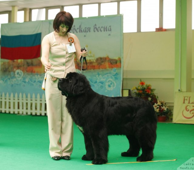 Фото: ньюфаундленд Transatlantika Nuo Ozo Kalvu