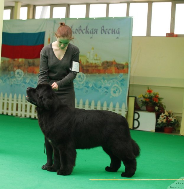 Фото: ньюфаундленд Aquatoriya Kelvin Only Love (Акватория Келвин Онли Лав)