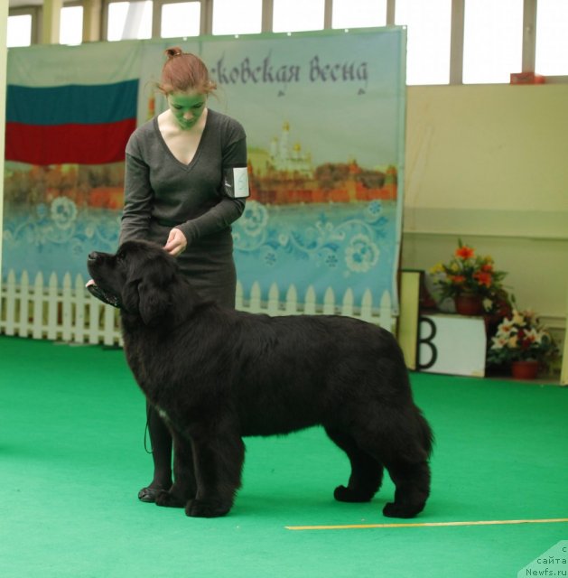 Фото: ньюфаундленд Aquatoriya Kelvin Only Love (Акватория Келвин Онли Лав)