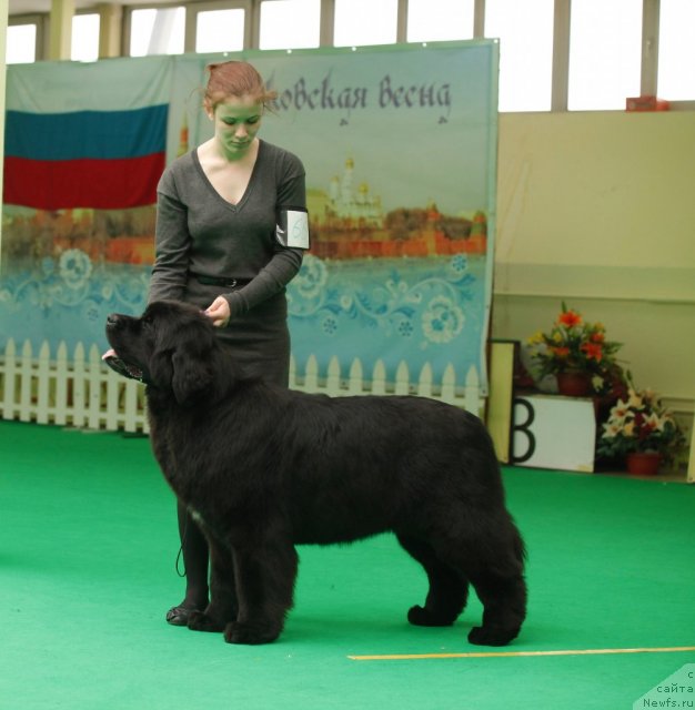 Фото: ньюфаундленд Aquatoriya Kelvin Only Love (Акватория Келвин Онли Лав)