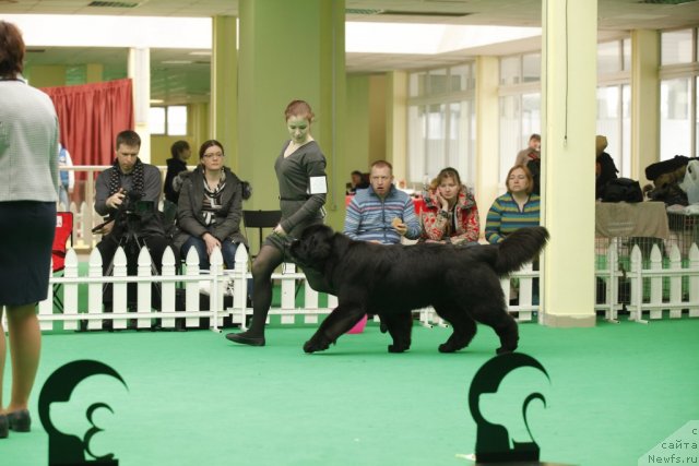 Фото: ньюфаундленд Aquatoriya Kelvin Only Love (Акватория Келвин Онли Лав)