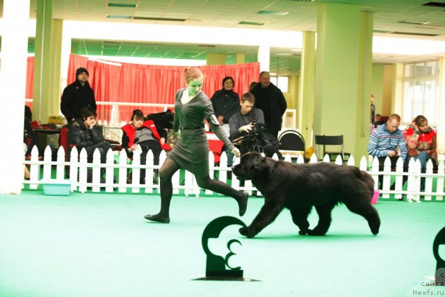 Фото: ньюфаундленд Aquatoriya Kelvin Only Love (Акватория Келвин Онли Лав)