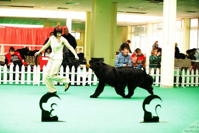 Фото: ньюфаундленд Transatlantika Nuo Ozo Kalvu